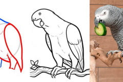 Птицы: рисуем африканского серого попугая Учимся рисовать серого африканского попугая