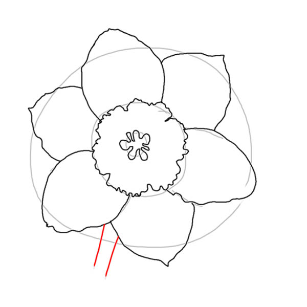 narcissus06