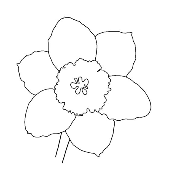 narcissus07