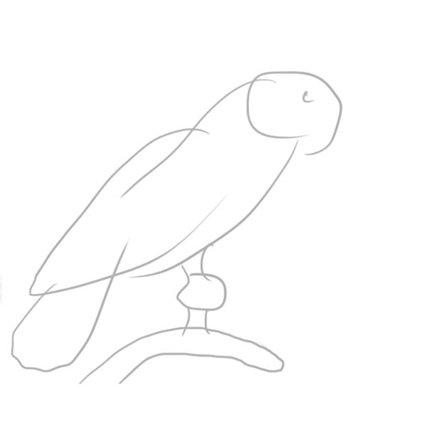 parrot01