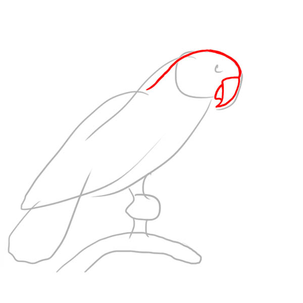 parrot02