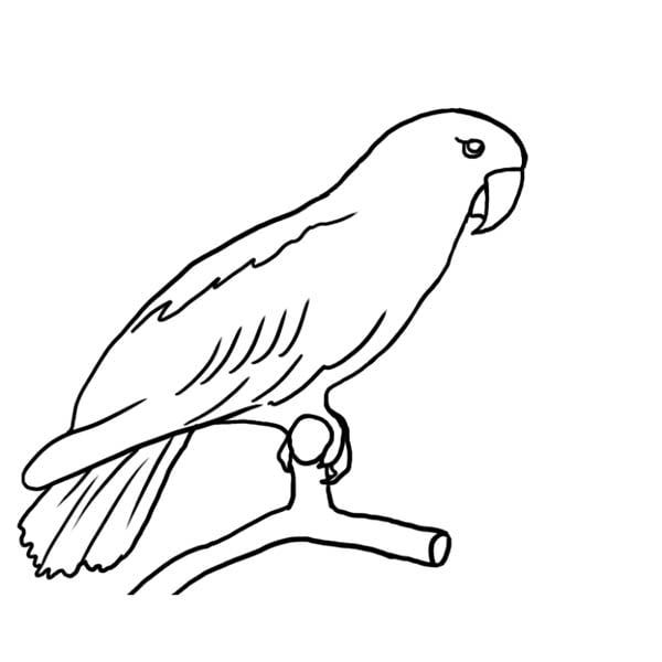 parrot08