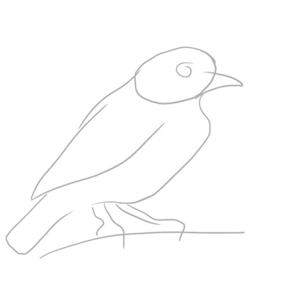 cotinga01