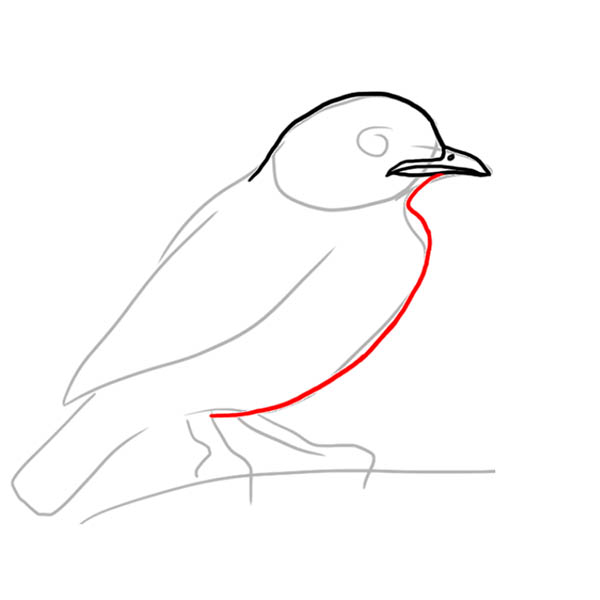 cotinga03