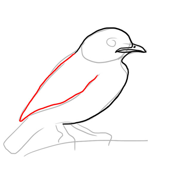 cotinga04