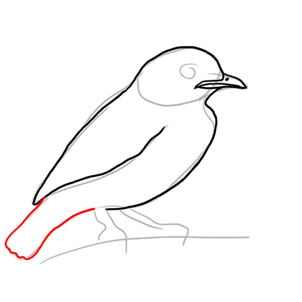cotinga05