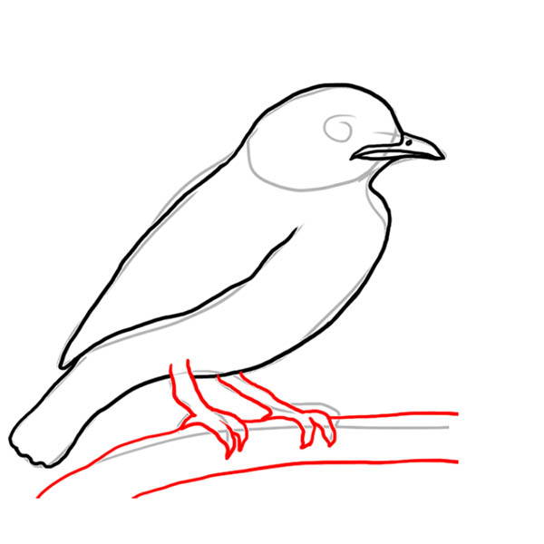 cotinga06