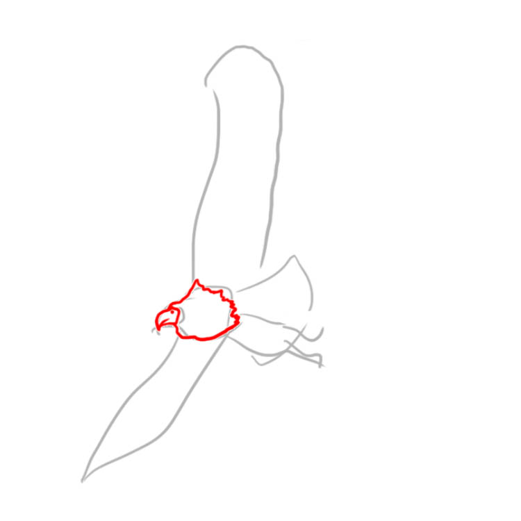 baldeagle02