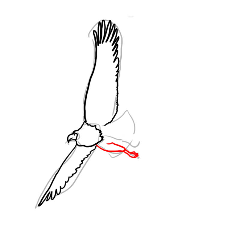 baldeagle05