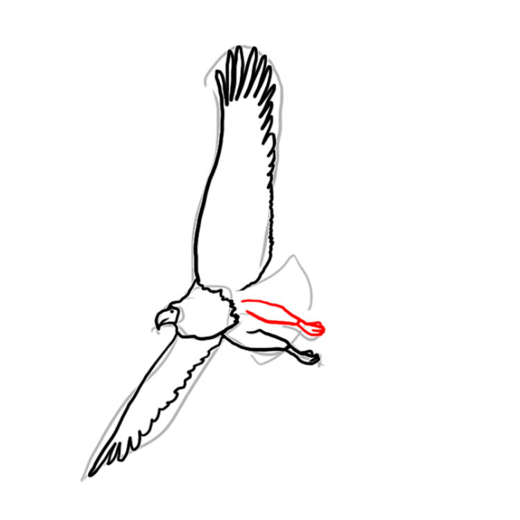 baldeagle06