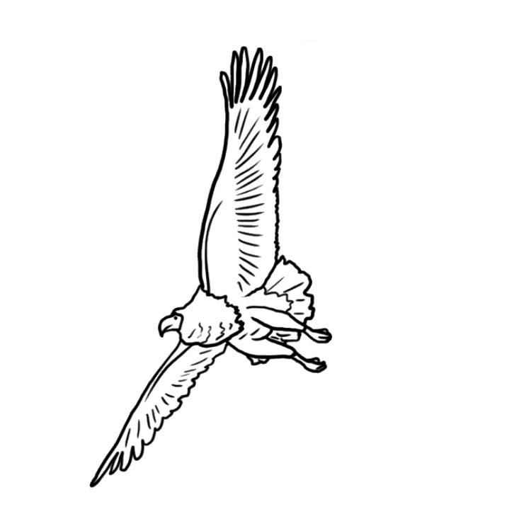 baldeagle09