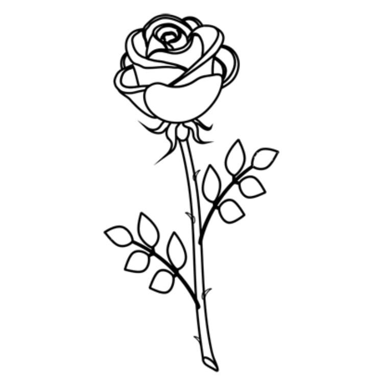 roza16